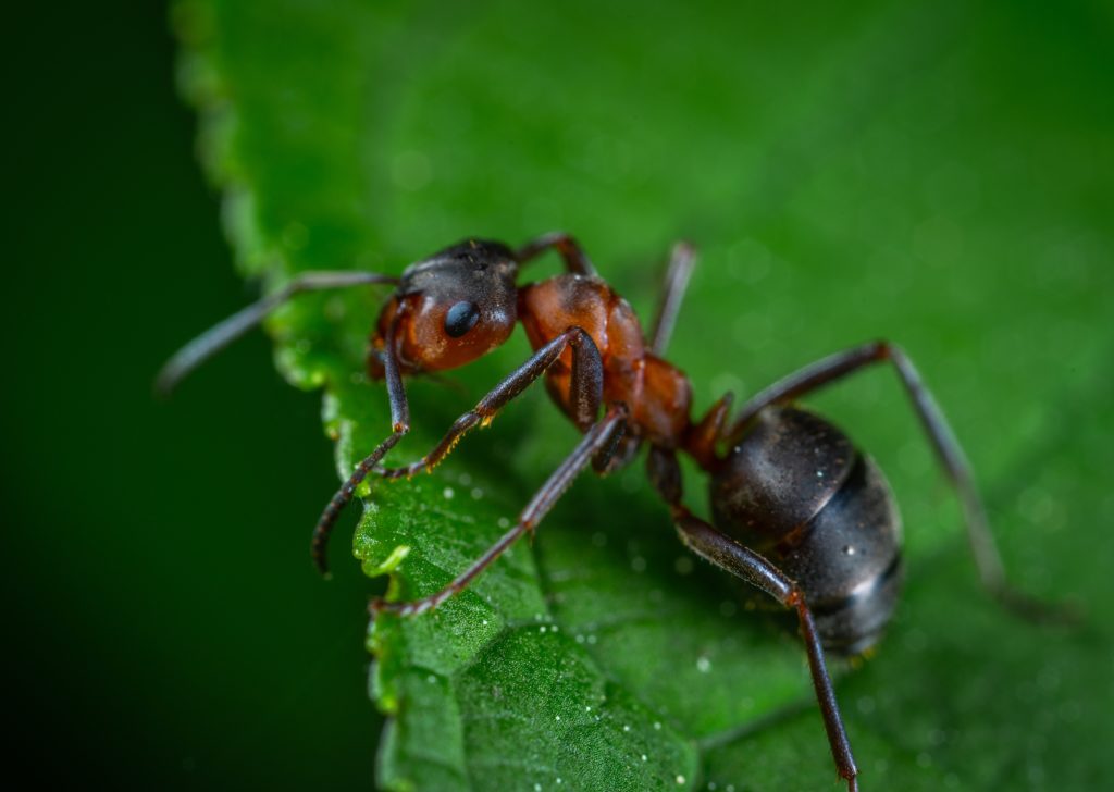 pest library, PET FRIENDLY PEST CONTROL NEAR ME, ants