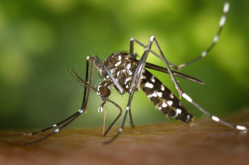 Halt the Bites: Zona Pest Solutions Mosquito Control