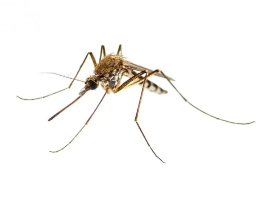 Top Mosquito Control Services in Arizona